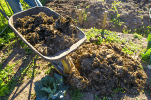 Read more about the article Like cow manure on your vegetable garden
